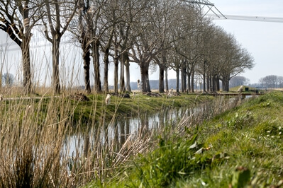 images of the Netherlands - Isle of Dordrecht (National Park Biesbosch)