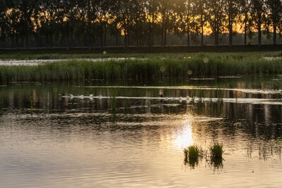 pictures of the Netherlands - Isle of Dordrecht (National Park Biesbosch)