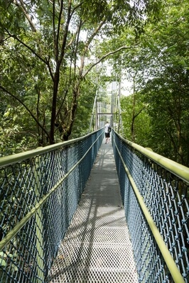 pictures of Singapore - MacRitchie Trails