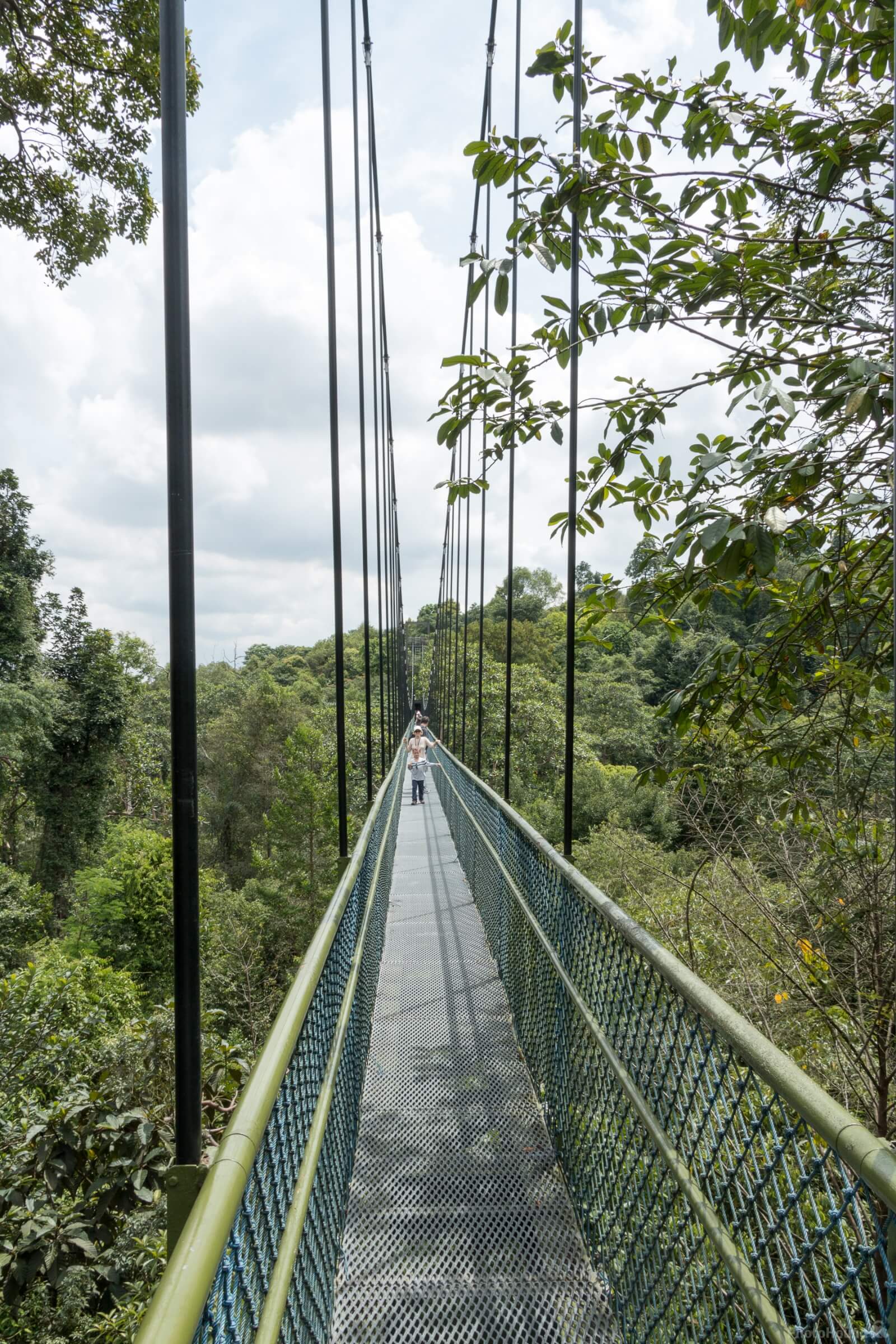 Image of MacRitchie Trails by Ruud Bijvank