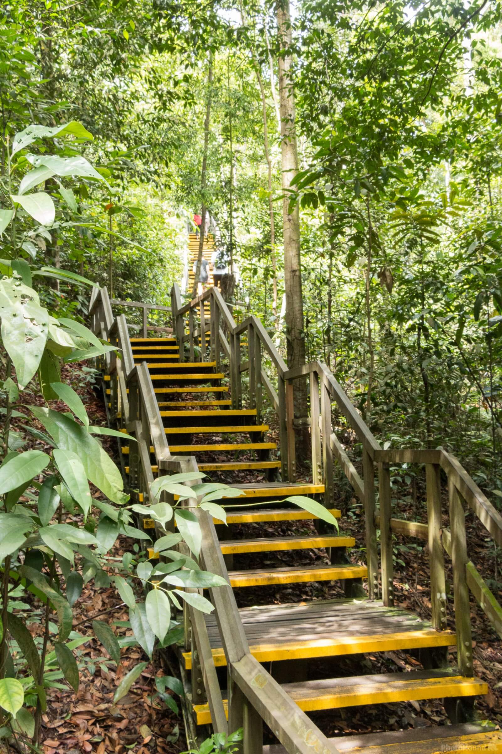 Image of MacRitchie Trails by Ruud Bijvank