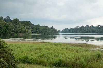 images of Singapore - MacRitchie Trails