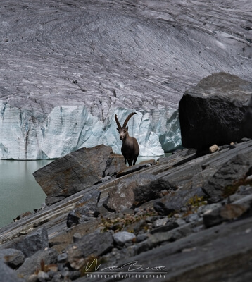 Picture of Eastern Fellaria Glacier - Eastern Fellaria Glacier