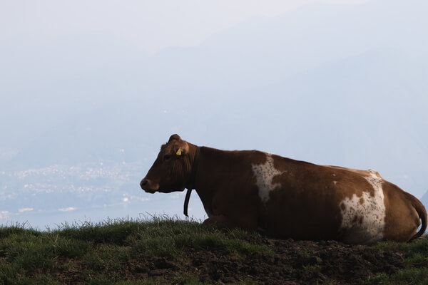 A cow at Alpe Rescascia