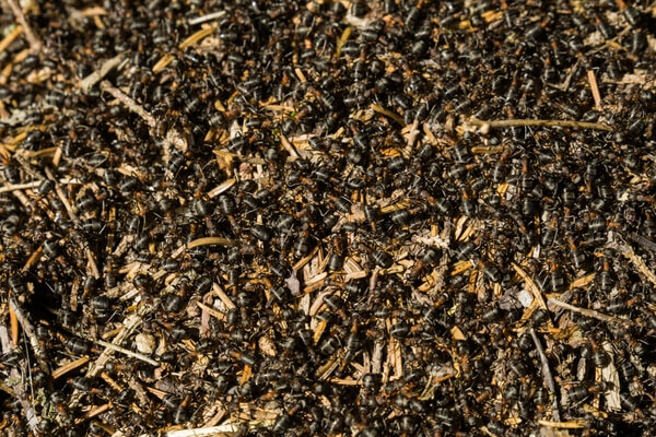 Forest ants colony 