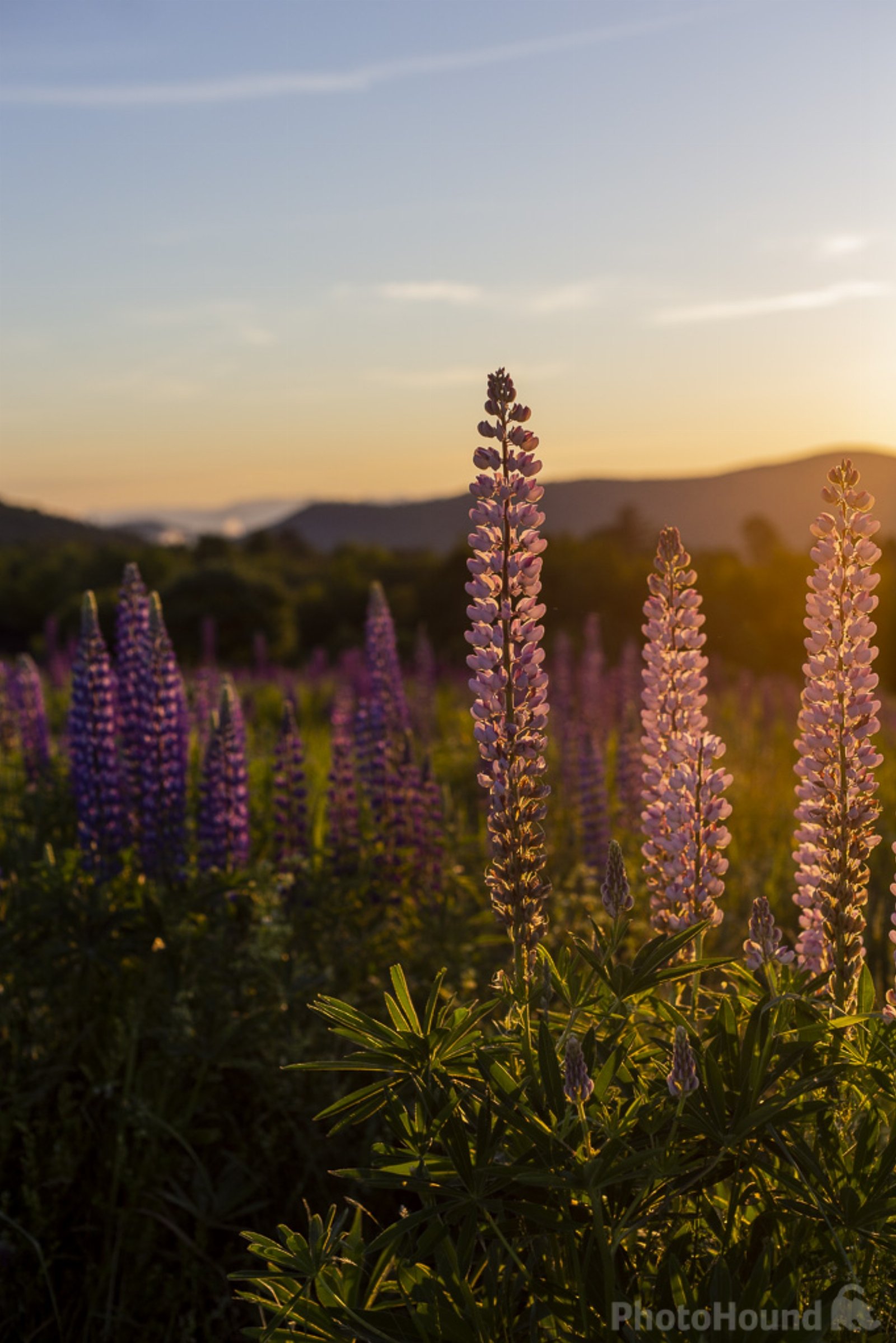 Image of Sugar Hill Lupines by Angelika Vieth