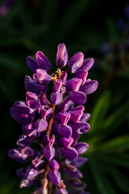 Image of Sugar Hill Lupines - Sugar Hill Lupines