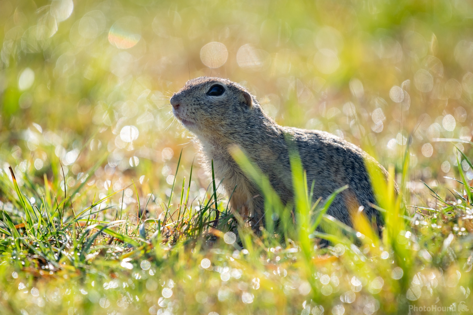 Image of Radouč European ground squirrel colony by VOJTa Herout