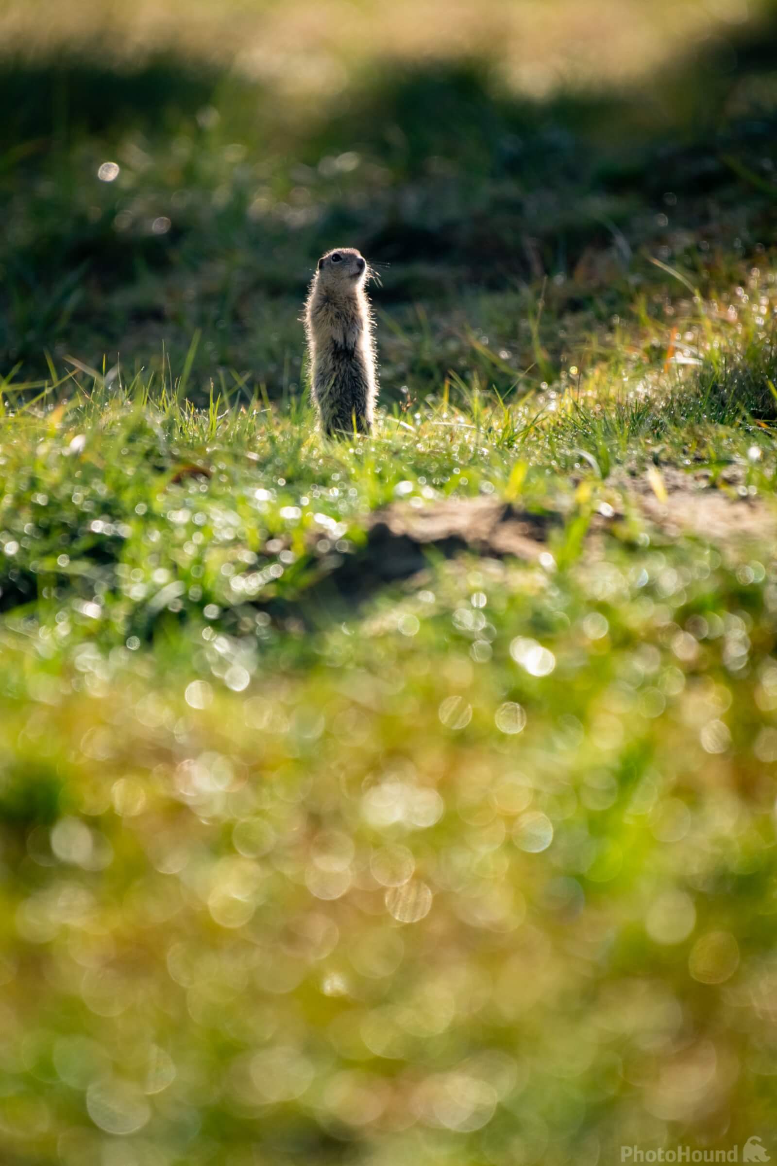 Image of Radouč European ground squirrel colony by VOJTa Herout