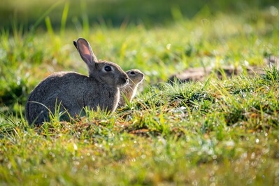 Wildlife in Radouč - rabbit and European ground squirrel next to each other