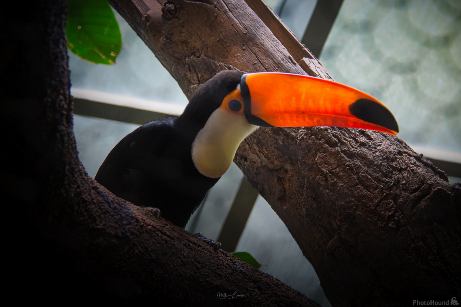 Image of Woodland Park Zoo by Mathew Browne