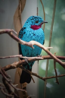 images of Seattle - Woodland Park Zoo