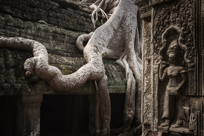 Cambodia photos - Ta Prohm Temple, Cambodia