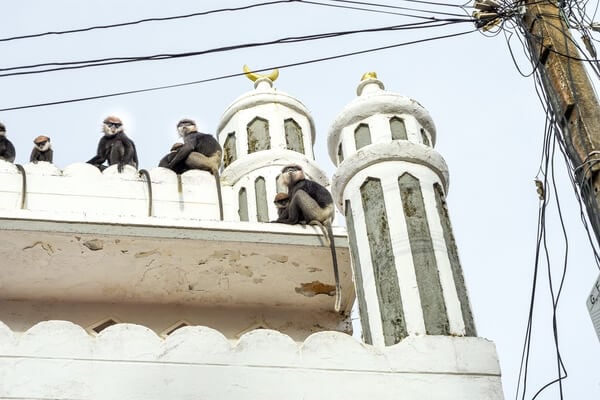 Monkeys on the minaret of a mosque in Galle Fort engaged in monkey business