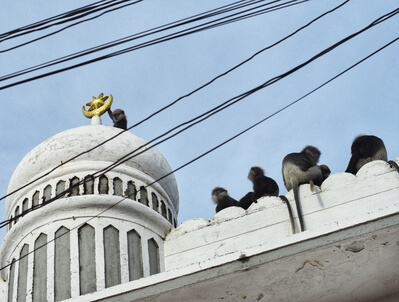 Monkeys on the minaret of a mosque in Galle Fort engaged in monkey business