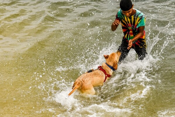 Dog given a sea bath below the Galle Fort Ramparts.