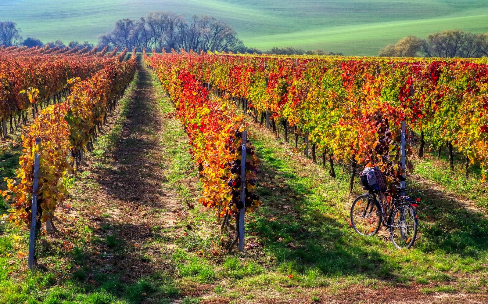 Image of Josef Dufek vineyard by Les Rhoades