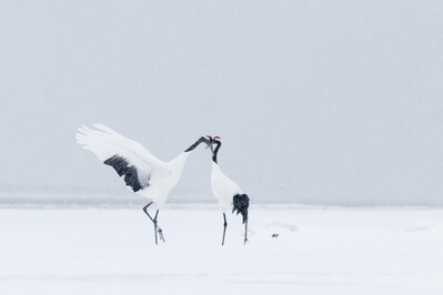 The pair of Red-crowned cranes that live in Nemuro and sometimes come to the eagle feeding ground.