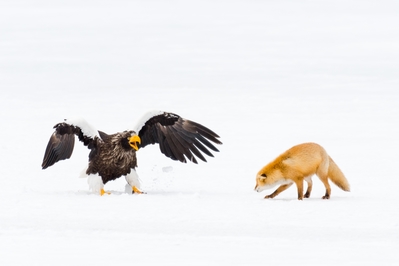 A red fox being very cautious around a Steller's sea eagle