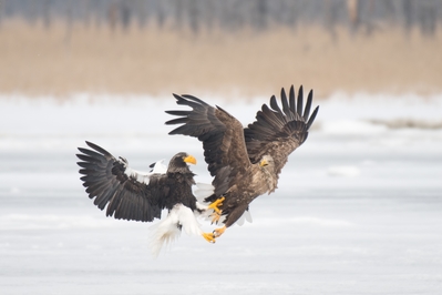 A Steller's sea eagle trying to steal the his right from the talons of the White-tailed eagle.