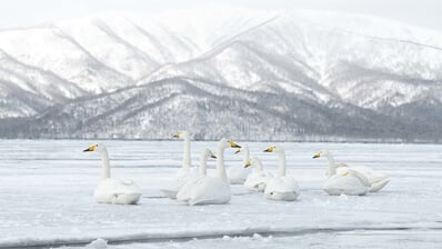 Picture of Lake Kussharo - Lake Kussharo