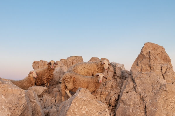 Even sheep come to enjoy sunset from the peak