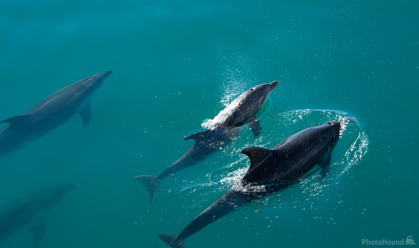 Image of Bay of Islands Dolphins by Alan Crozier