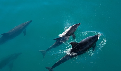 New Zealand images - Bay of Islands Dolphins