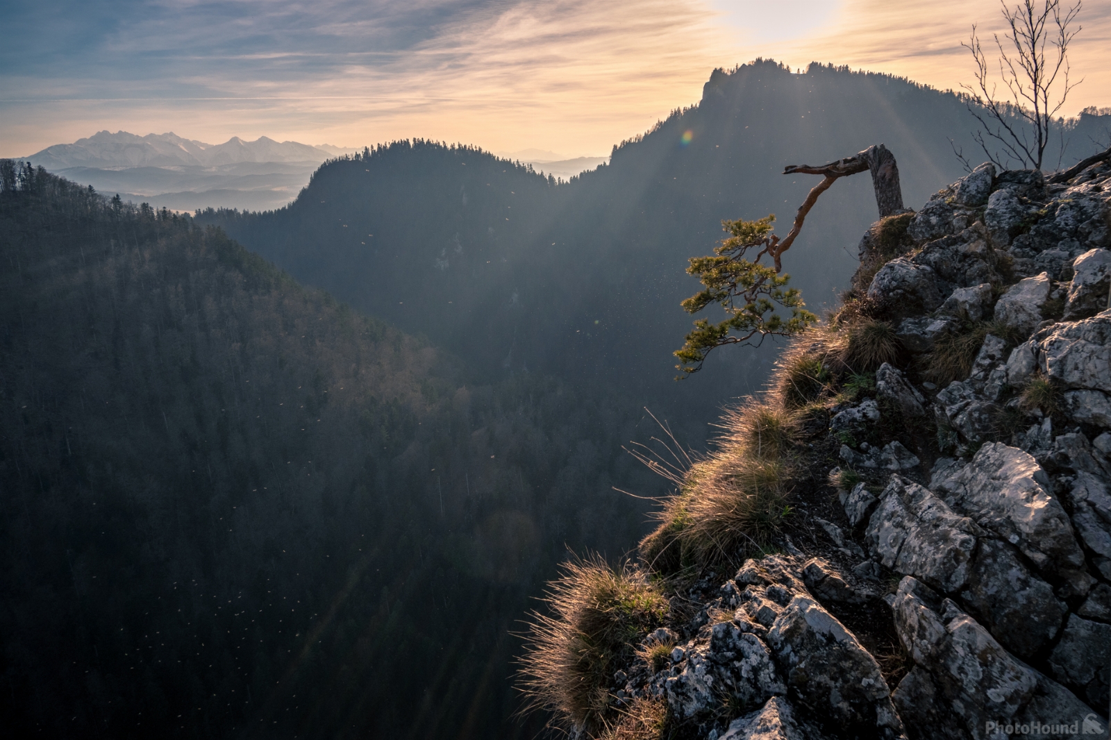 Image of Viewpoint at the Old Relict Pine by Cezary K. Morga