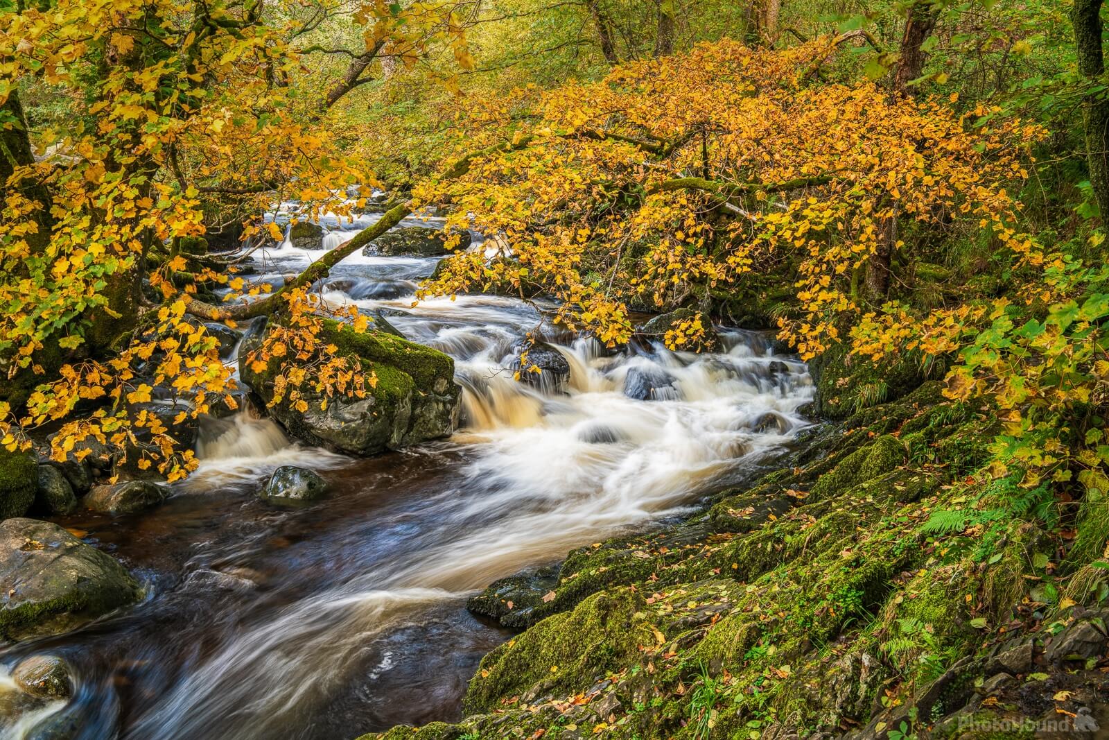 Image of Aira Force and High Forces, Lake District by James Billings.