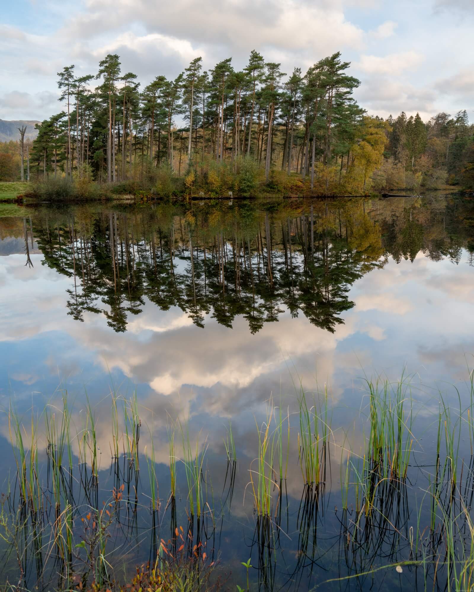 Image of Tarn Hows, Lake District by Oliver Sherratt