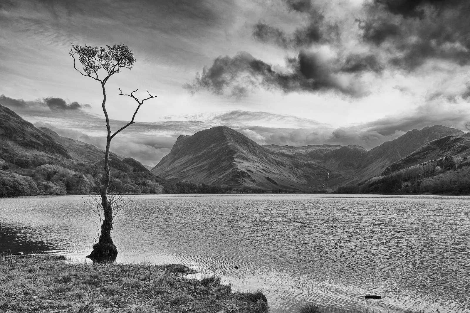Image of Buttermere lonely tree by Gary Calland