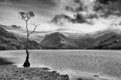 photos of Lake District - Buttermere lonely tree