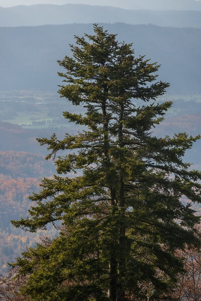 Veliki Rog (1099m) - twin spruce tree