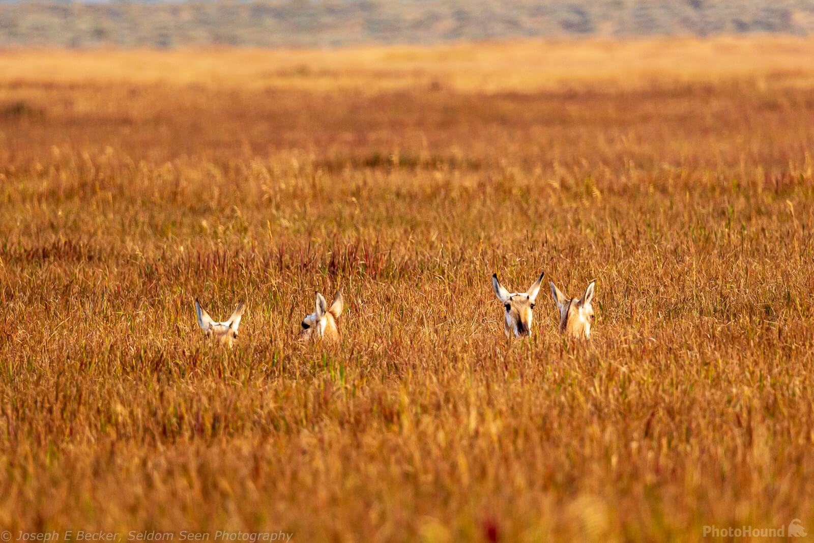 Image of Antelope Flats Wildlife by Joe Becker