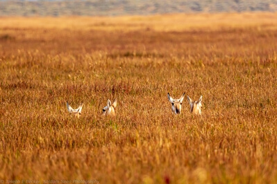photos of Grand Teton National Park - Antelope Flats Wildlife