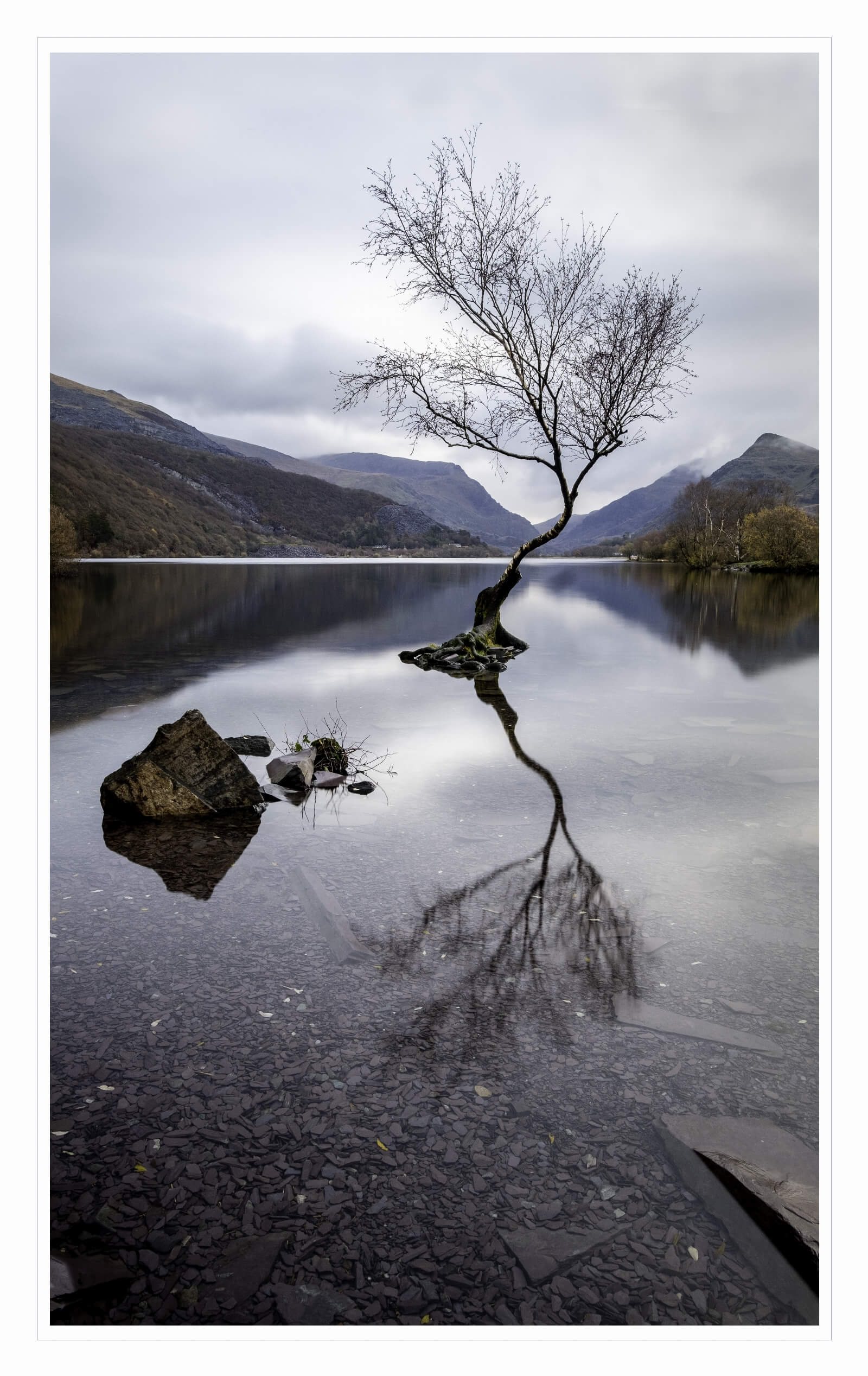Image of Lone Tree by Alastair Purcell
