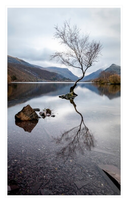 photos of North Wales - Lone Tree