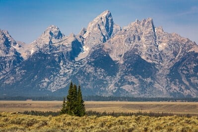 pictures of Grand Teton National Park - Trees along Highway 89/191