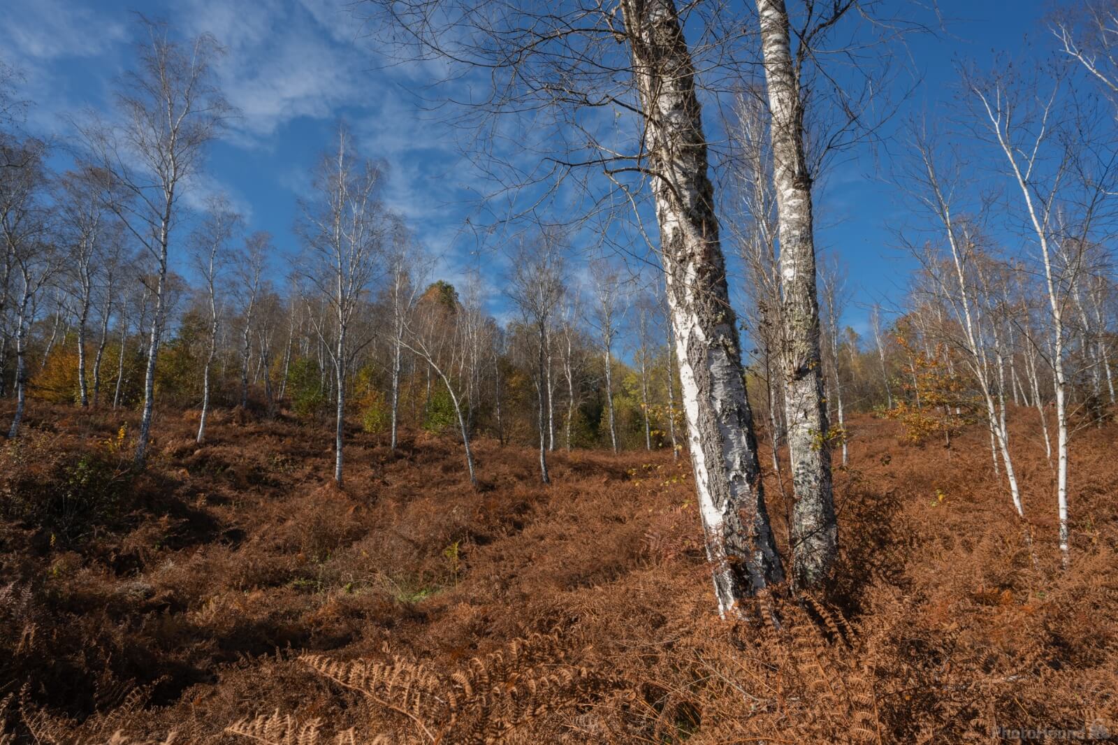Image of Vinomerski steljniki / Fern and Birches at Vinomer by Luka Esenko