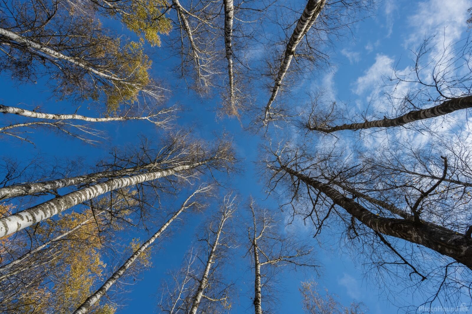Image of Vinomerski steljniki / Fern and Birches at Vinomer by Luka Esenko