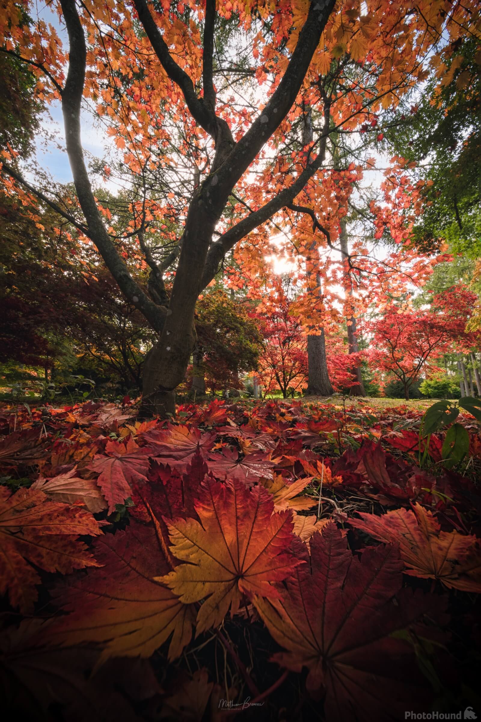 Image of Westonbirt Arboretum by Mathew Browne