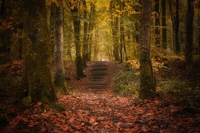 images of South Wales - Minwear Forest
