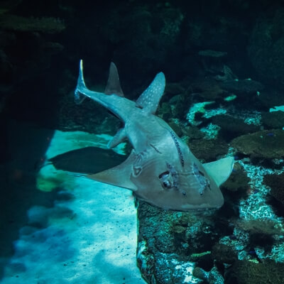 photos of Las Vegas - Shark Reef Aquarium