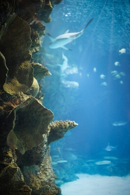 pictures of Las Vegas - Shark Reef Aquarium