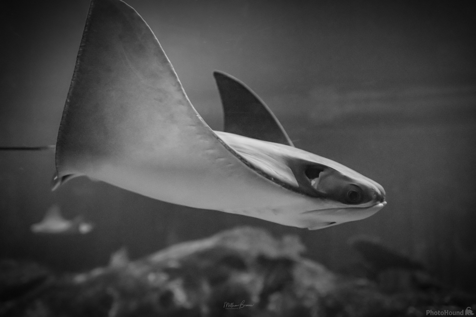 Image of Shark Reef Aquarium by Mathew Browne