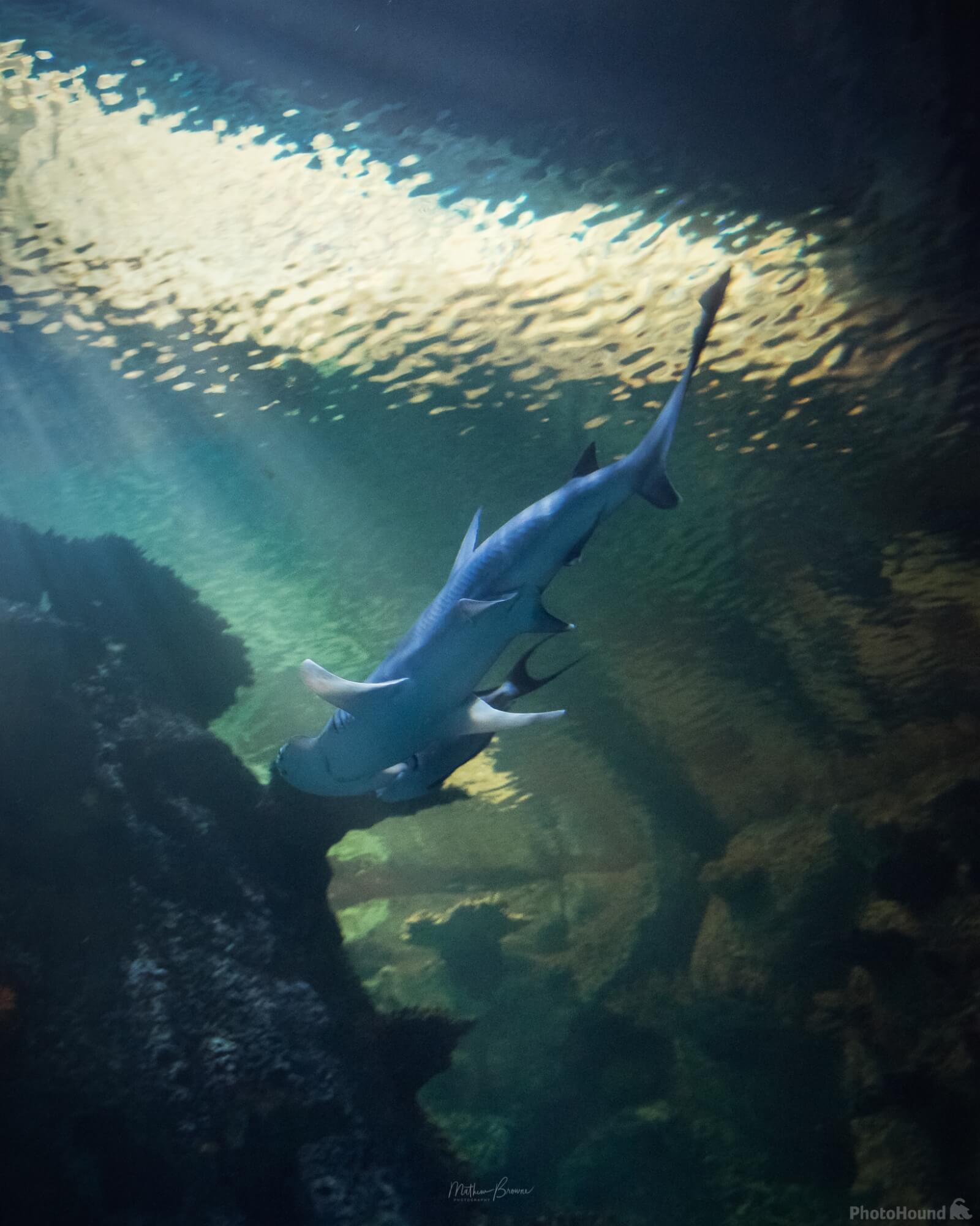 Image of Shark Reef Aquarium by Mathew Browne