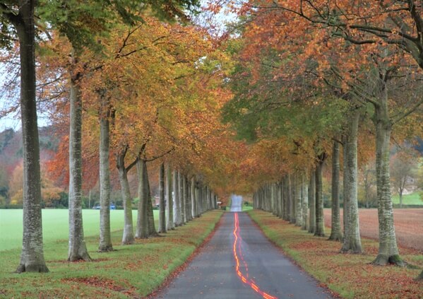 Moor Crichel Avenue late autumn