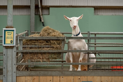 photos of South Wales - Folly Farm
