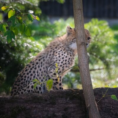 pictures of Poland - Warsaw Zoo